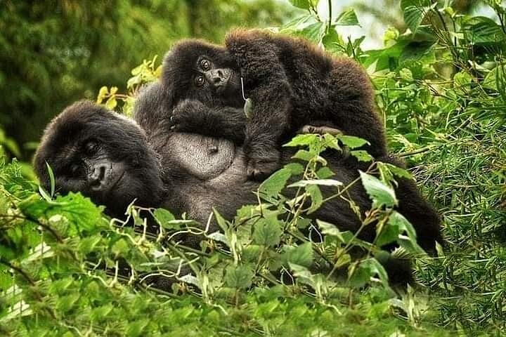 Private Gorilla Trek From Kigali