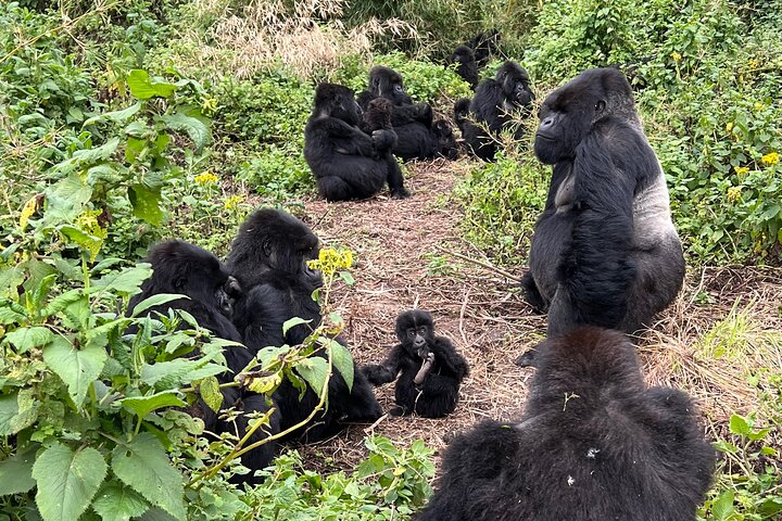 Gorilla Trek With Campus Or Community Option
