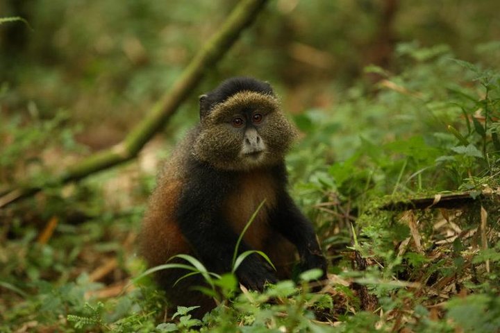 Golden Monkey Trek From Kigali