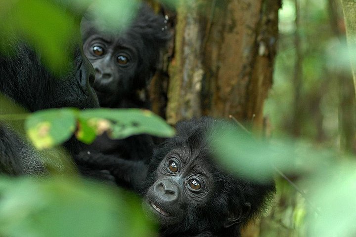 Three-Day Rwanda Gorilla Safari