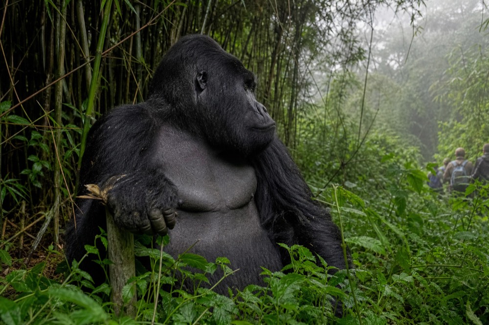 A large silverback gorilla sitting in wet nettles at the edge of a bamboo stand, one hand resting on a broken stem, forest mist behind him
