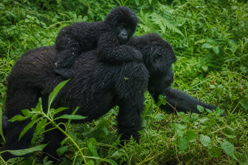 A family group of gorillas feeding in a sunlit gap in the forest canopy, an adult female with an infant riding on her back