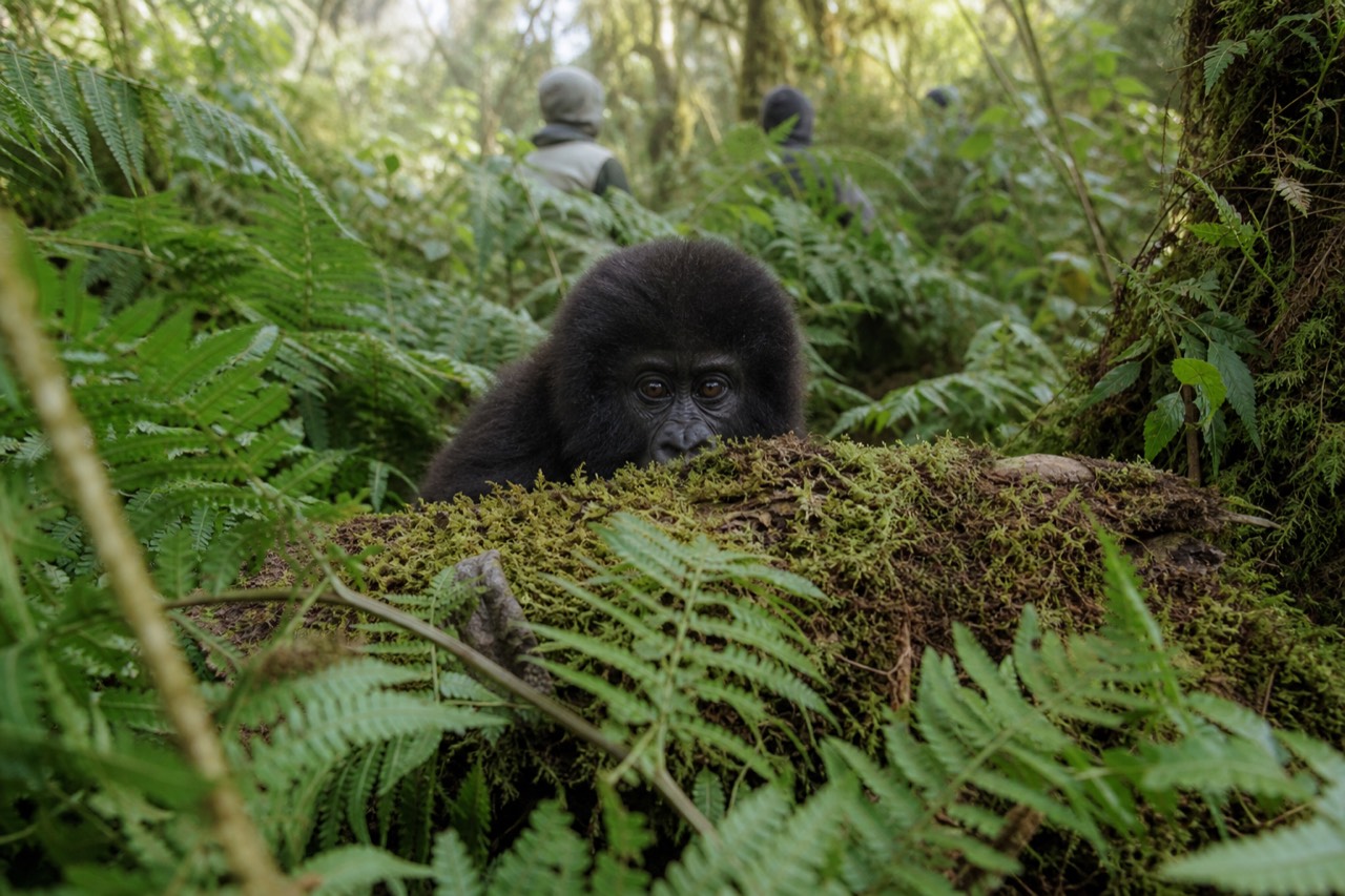 A young mountain gorilla peering over a moss-covered fallen log toward the viewer in soft green forest light, ferns crowding the frame