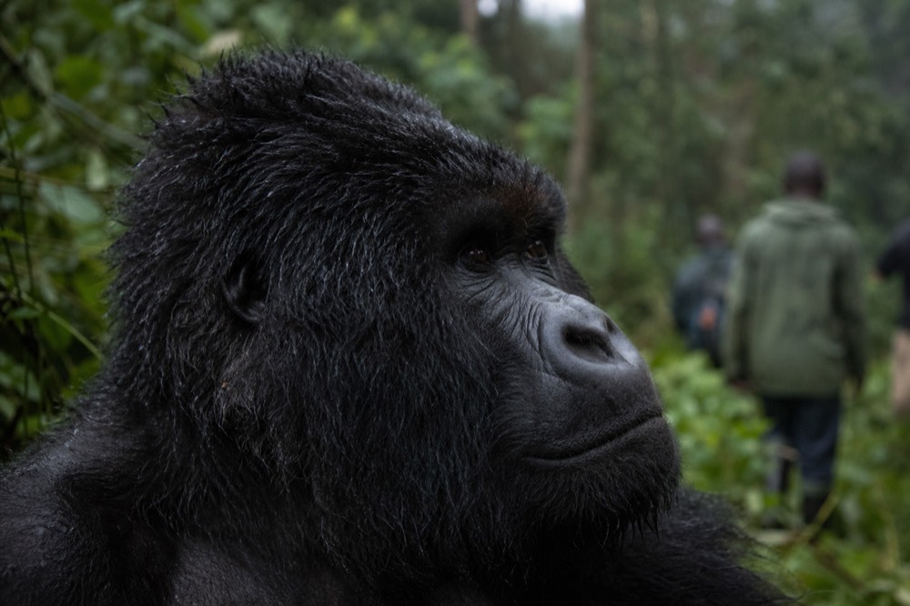 Close portrait of a mountain gorilla's face in profile, mouth closed, deep-set eyes turned away, damp black fur catching flat green forest light