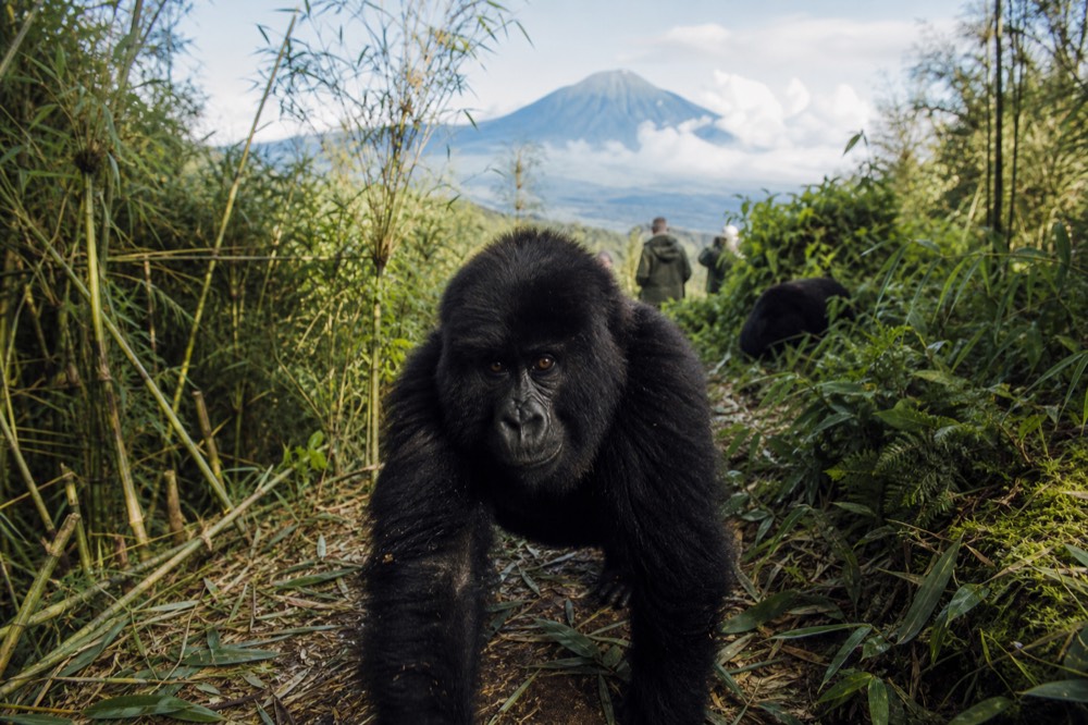 A young gorilla moving through crushed undergrowth toward the viewer, seen low and wide, with dense bamboo and wet leaves filling the background