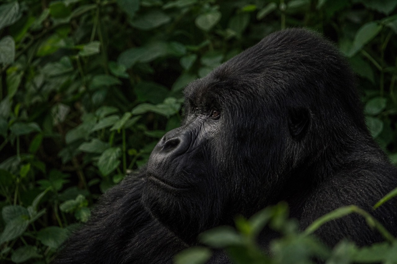 A silverback gorilla's face in profile at close range in deep forest shade, cool mountain air, dark green leaves out of focus around him