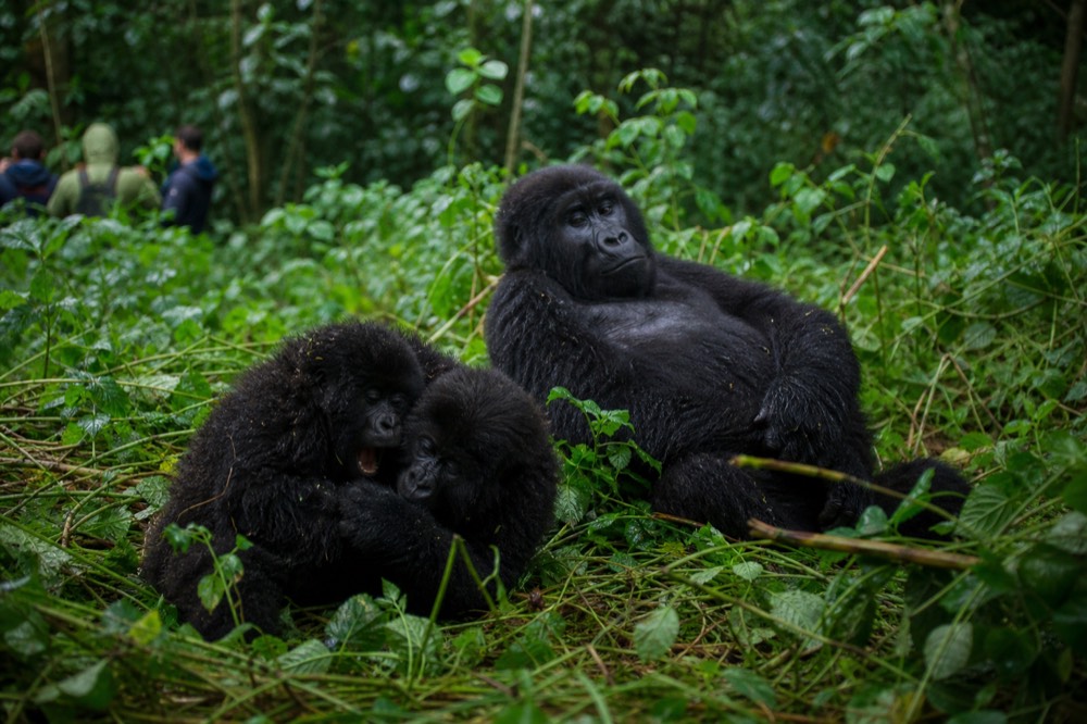 A family of mountain gorillas resting in a clearing of crushed vegetation, one adult reclining while two juveniles tumble together in dappled forest light