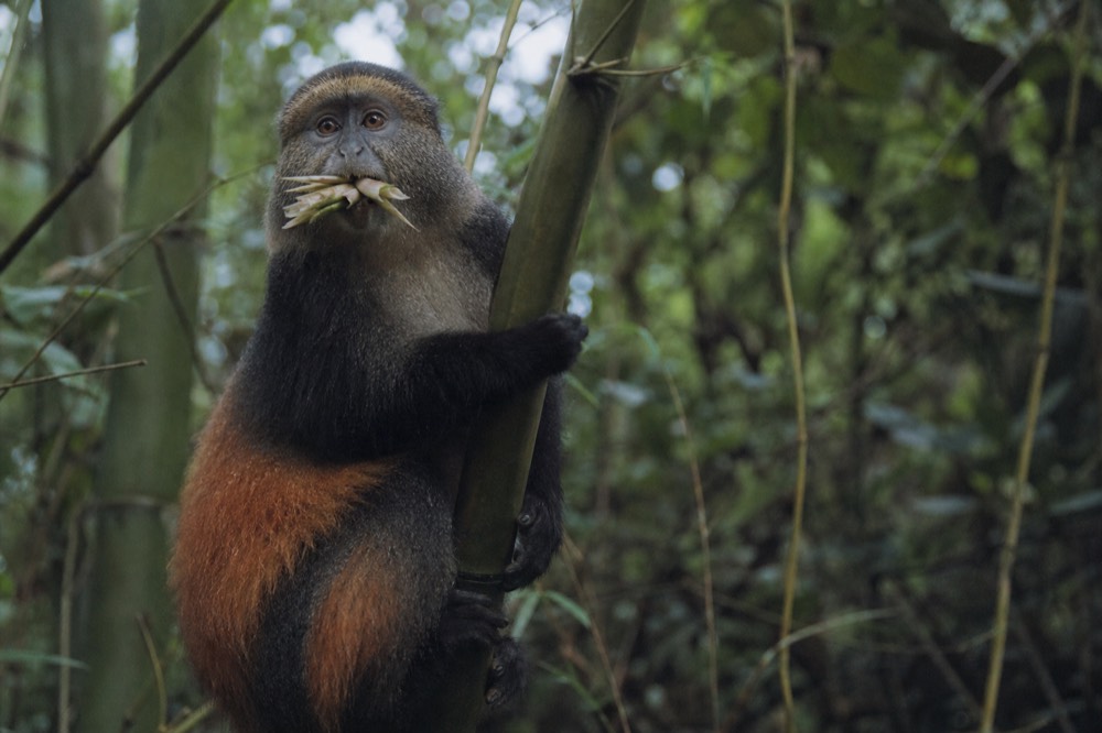 A golden monkey with bright orange flank fur clinging to a bamboo stem, mouth full of shoots, blurred green canopy behind