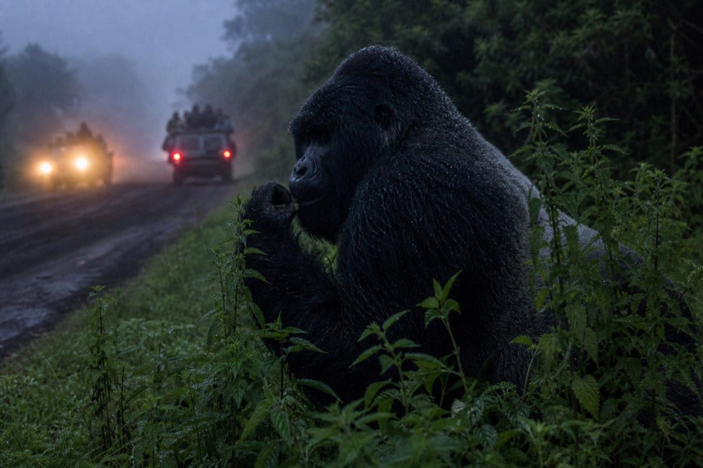 A silverback in profile among tall nettles, thick shoulder fur beaded with mist, one hand pulling a stalk toward its mouth in flat forest light