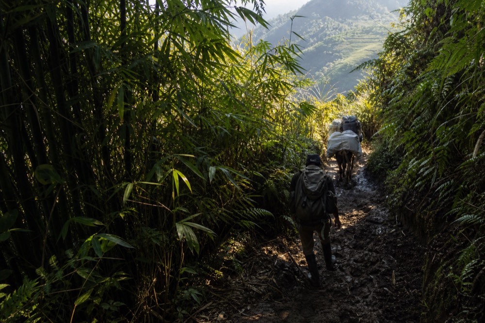 A steep muddy trail cut through tall green bamboo, ferns pressing in from both sides, thin shafts of light reaching the churned ground