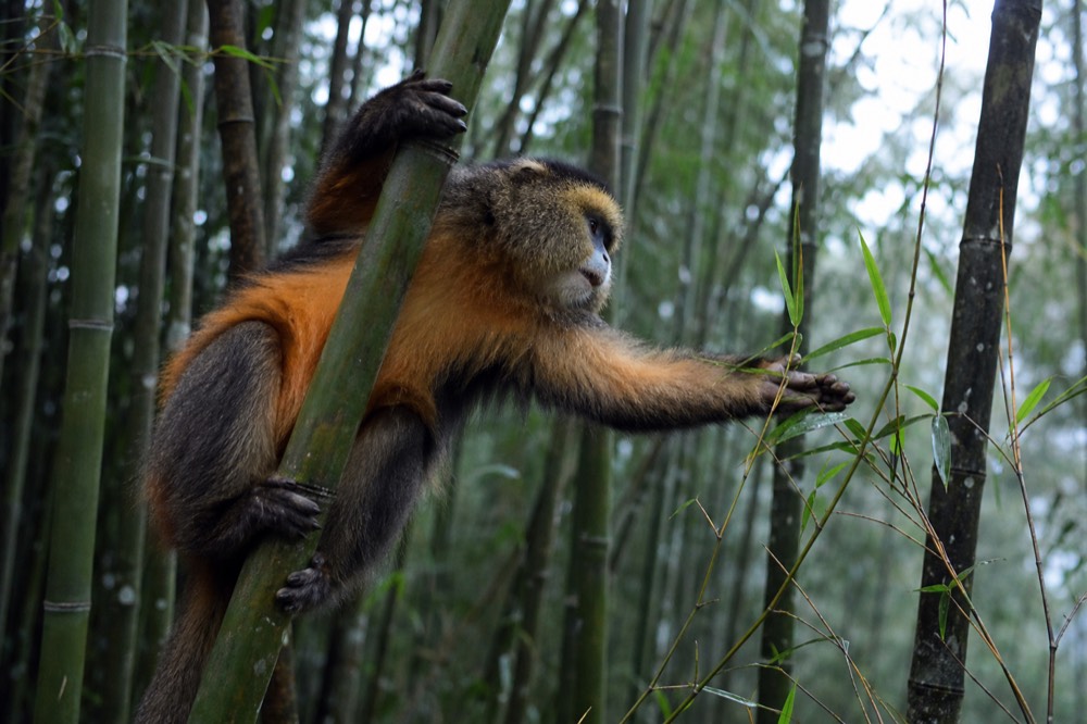A golden monkey clinging sideways to a bamboo stem, orange flank fur bright against green culms, one hand reaching for a fresh shoot
