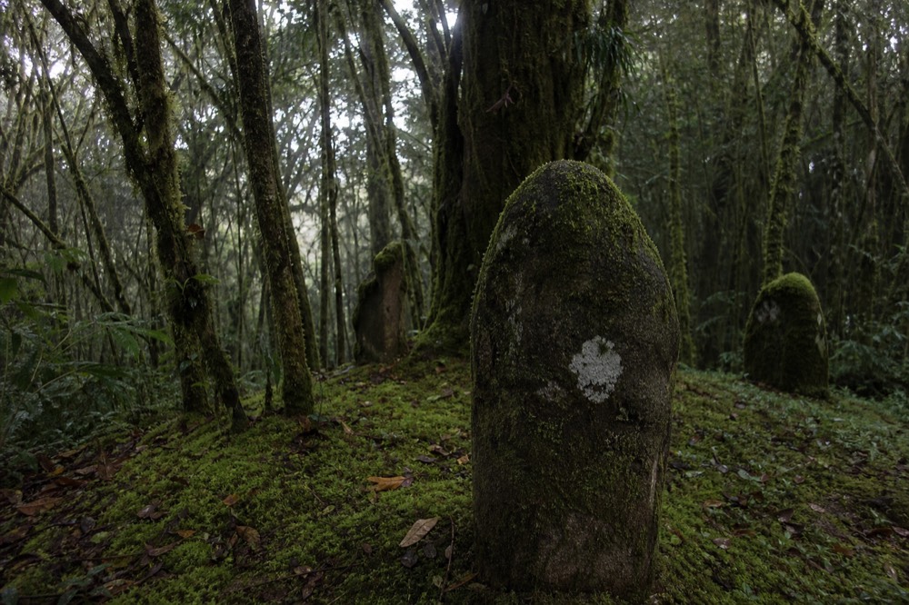 Moss-covered stone markers among tall trees in high montane forest, soft grey light filtering through hanging lichen and wet undergrowth